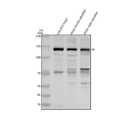 Anti-Zebrafish Ceruloplasmin/CP Antibody Picoband® Boster Bio