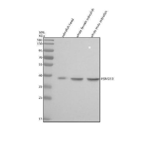 Anti-Zebrafish PSMD13 Antibody Picoband® Boster Bio