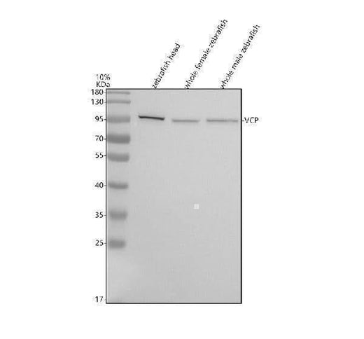 Anti-Zebrafish VCP Antibody Picoband® Boster Bio