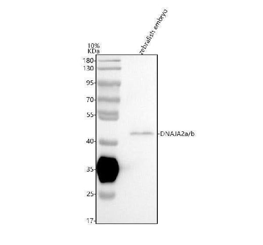 Anti-Zebrafish DNAJA2a/b Antibody Picoband® Boster Bio