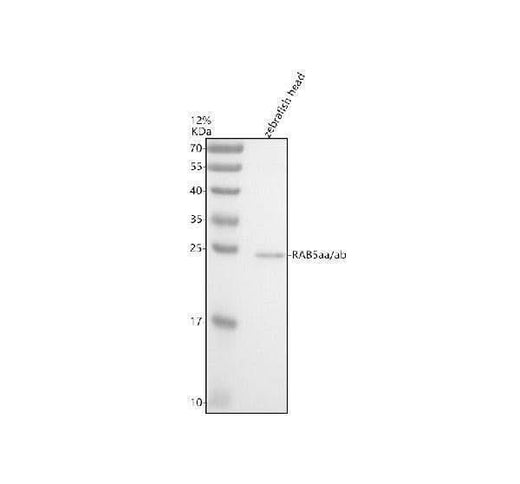 Anti-Zebrafish RAB5aa/ab Antibody Picoband® Boster Bio