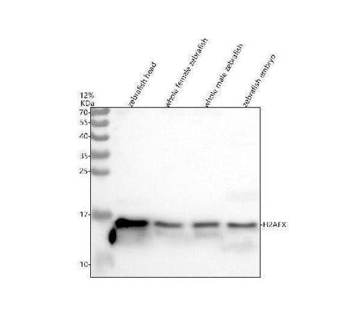 Anti-Zebrafish Histone H2A.X/H2AFX Antibody Picoband® Boster Bio