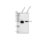Anti-Zebrafish HPRT1 Antibody Picoband® Boster Bio