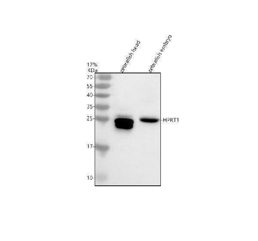 Anti-Zebrafish HPRT1 Antibody Picoband® Boster Bio