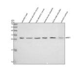 Anti-Zebrafish HPRT1 Antibody Picoband® Boster Bio