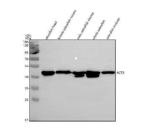 Anti-Zebrafish Beta Actin/ACTB Antibody Picoband® Boster Bio
