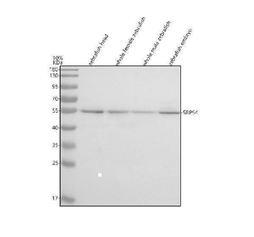 Anti-Zebrafish SRP54 Antibody Picoband® Boster Bio