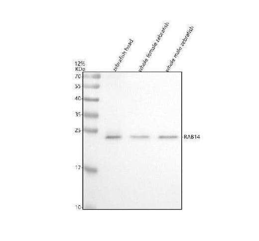Anti-Zebrafish RAB14/4l Antibody Picoband® Boster Bio