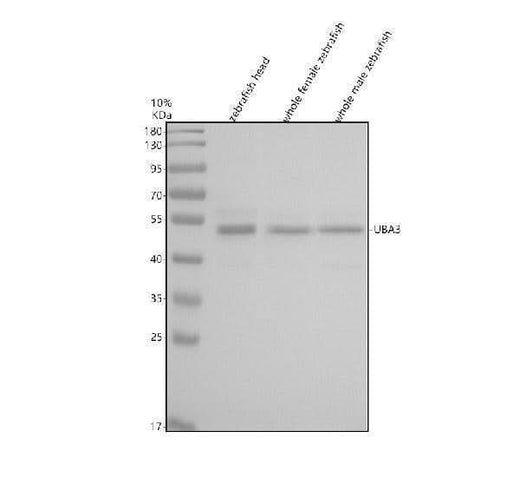 Anti-Zebrafish UBA3 Antibody Picoband® Boster Bio