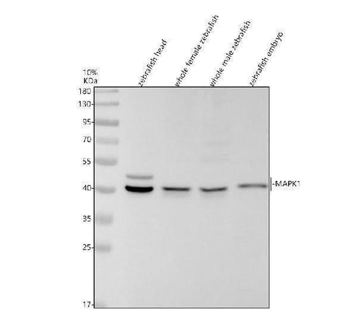 Anti-Zebrafish ERK2/MAPK1 Antibody Picoband® Boster Bio