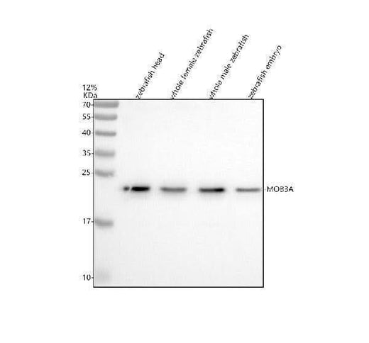 Anti-Zebrafish MOB3A/B/C Antibody Picoband® Boster Bio