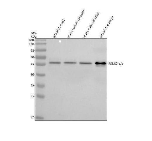 Anti-Zebrafish PSMC1a/b Antibody Picoband® Boster Bio