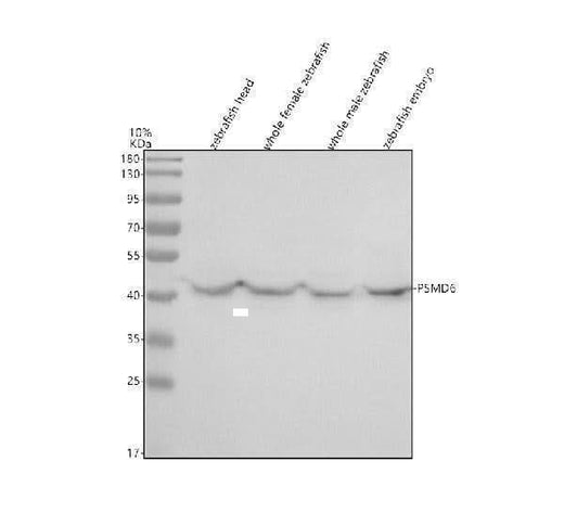 Anti-Zebrafish PSMD6 Antibody Picoband® Boster Bio