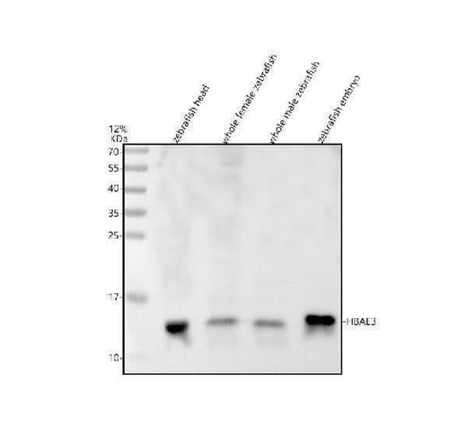 Anti-Zebrafish HBAE3 Antibody Picoband® Boster Bio