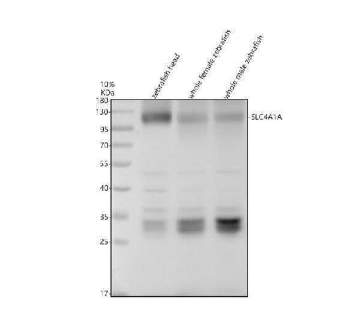 Anti-Zebrafish SLC4A1A Antibody Picoband® Boster Bio