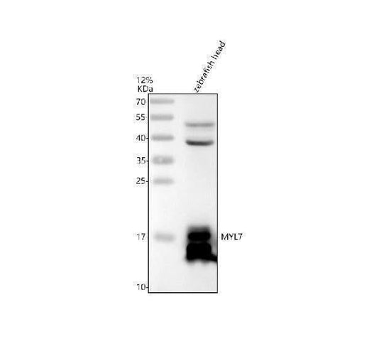 Anti-Zebrafish MYL7 Antibody Picoband® Boster Bio