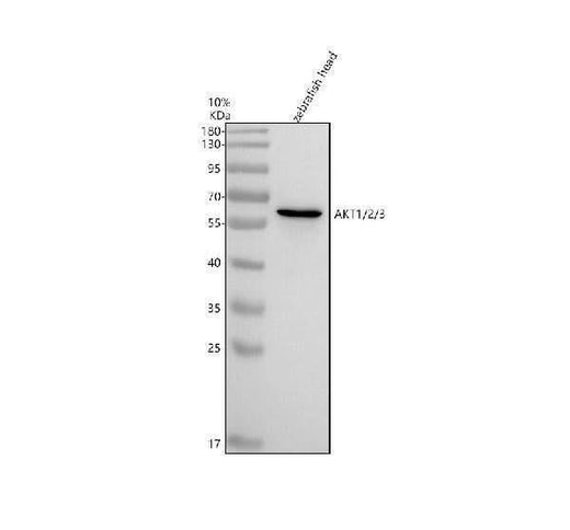 Anti-Zebrafish AKT1/2/3 Antibody Picoband® Boster Bio