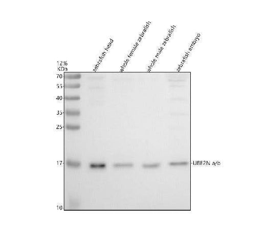 Anti-Zebrafish UBE2Na/b Antibody Picoband® Boster Bio