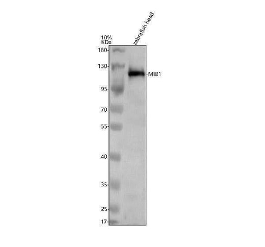 Anti-Zebrafish MIB1 Antibody Picoband® Boster Bio
