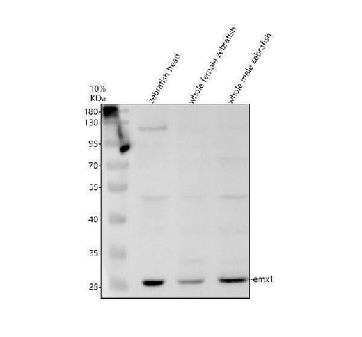Anti-Zebrafish EMX1 Antibody Picoband® Boster Bio