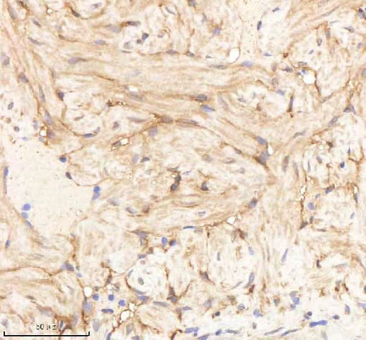 Anti-Zebrafish PA2G4a/b Antibody Boster Bio