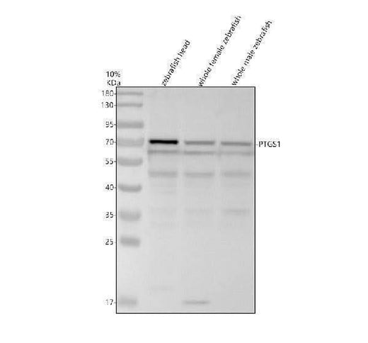 Anti-Zebrafish COX-1/Cyclooxygenase-1/PTGS1 Antibody Picoband® Boster Bio