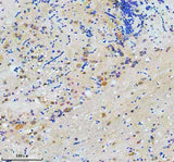 Anti-Zebrafish CCT7 Antibody Boster Bio