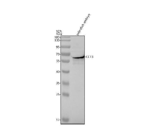 Anti-Zebrafish CCT3 Antibody Picoband® Boster Bio