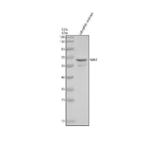 Anti-Zebrafish p63/TP63 Antibody Picoband® Boster Bio