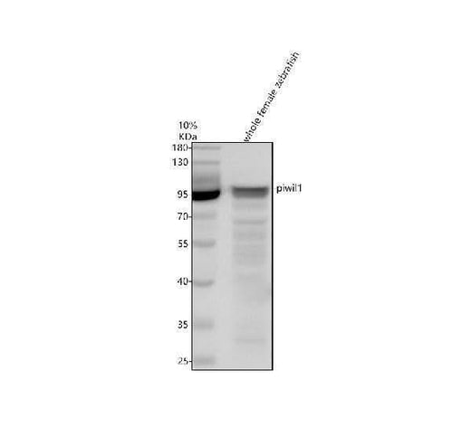 Anti-Zebrafish PIWIL1 Antibody Picoband® Boster Bio