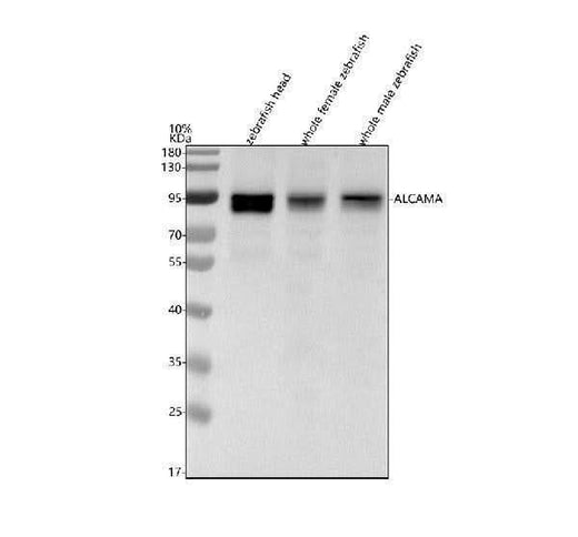 Anti-Zebrafish ALCAMA Antibody Picoband® Boster Bio