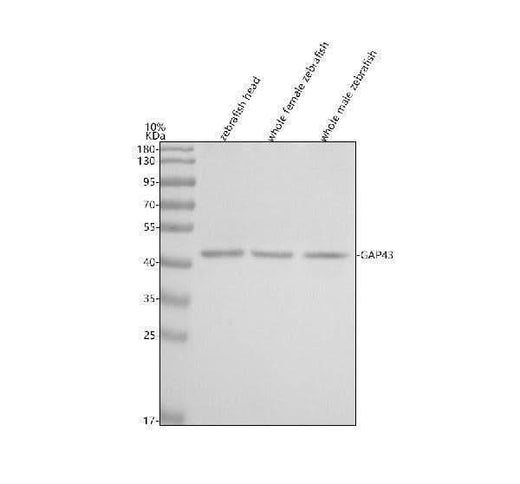 Anti-Zebrafish GAP43 Antibody Picoband® Boster Bio