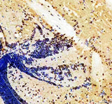 Anti-Zebrafish HER4(1+2+3+5) Antibody Boster Bio