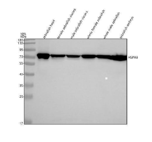 Anti-Zebrafish HSC70/HSPA8 Antibody Picoband® Boster Bio