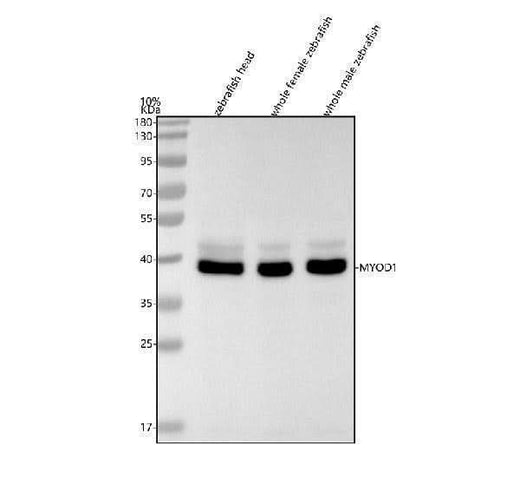 Anti-Zebrafish MYOD1 Antibody Picoband® Boster Bio