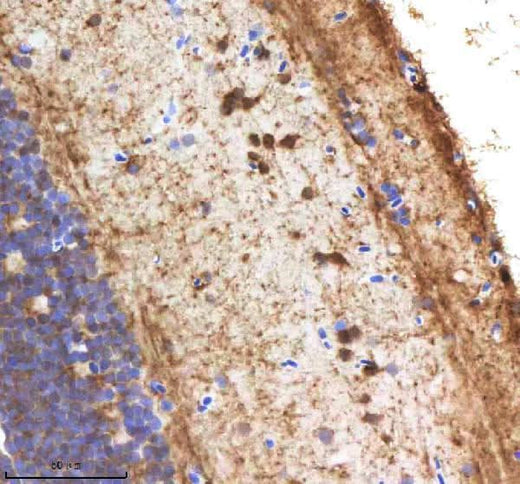 Anti-Zebrafish NANOS3 Antibody Boster Bio