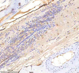 Anti-Zebrafish SF3A1 Antibody Boster Bio