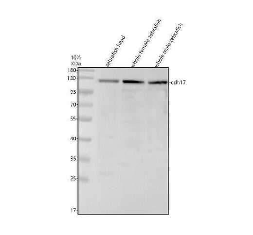 Anti-Zebrafish Cadherin-17/CDH17 Antibody Picoband® Boster Bio