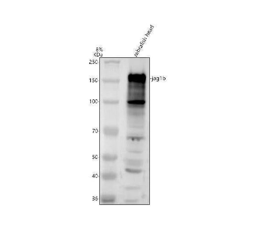 Anti-Zebrafish JAG1B Antibody Picoband® Boster Bio