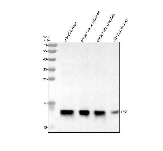 Anti-Zebrafish Lysozyme/LYZ Antibody Picoband® Boster Bio