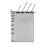 Anti-Zebrafish E-cadherin/CDH1 Antibody Picoband® Boster Bio