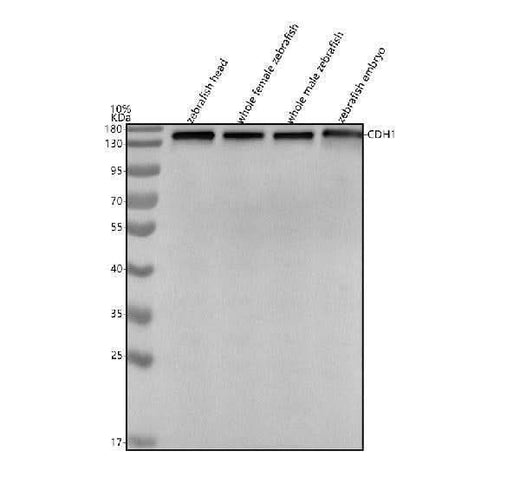 Anti-Zebrafish E-cadherin/CDH1 Antibody Picoband® Boster Bio
