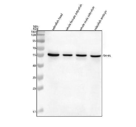 Anti-Zebrafish SHHA Antibody Picoband® Boster Bio