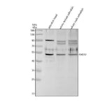 Anti-Zebrafish FADS2 Antibody Picoband® Boster Bio