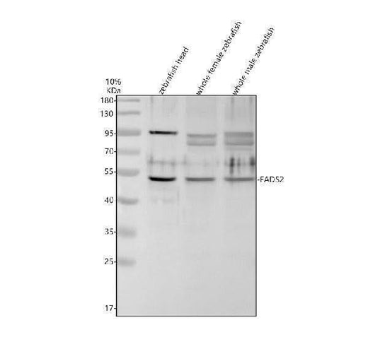 Anti-Zebrafish FADS2 Antibody Picoband® Boster Bio