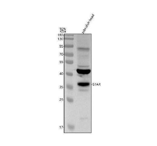 Anti-Zebrafish STAR Antibody Picoband® Boster Bio