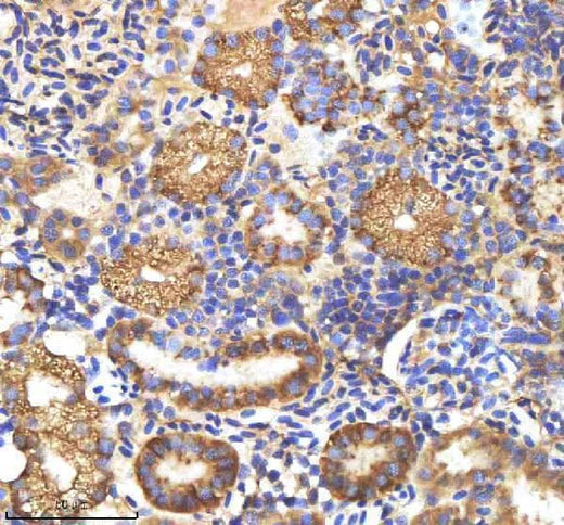Anti-Zebrafish M-CSFR/CSF1R Antibody Boster Bio