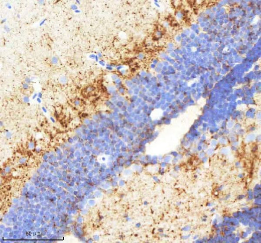 Anti-Zebrafish Neuropeptide Y/NPY Antibody Boster Bio