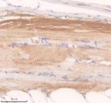 Anti-Zebrafish APAF1 Antibody Boster Bio