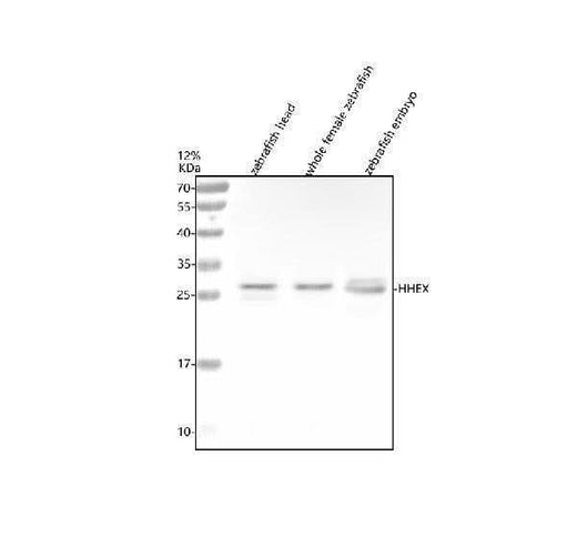 Anti-Zebrafish HHEX Antibody Picoband® Boster Bio